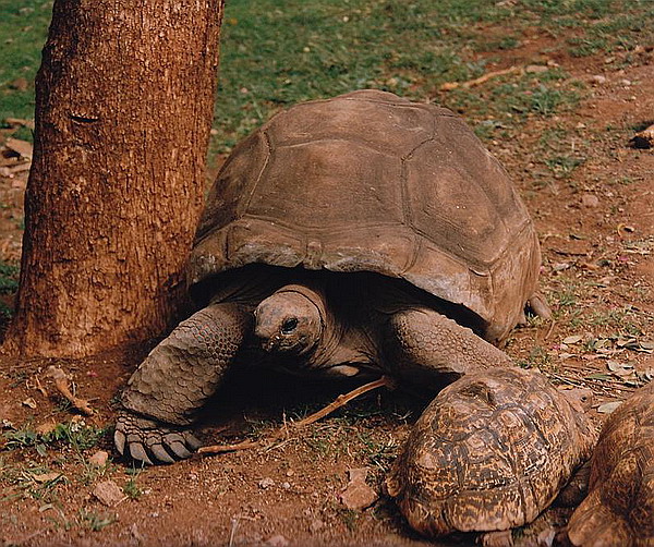 Два разных вида черепах — последствия разделяющего отбора: у общего предка большие и маленькие особи разошлись и основали по собственному виду.